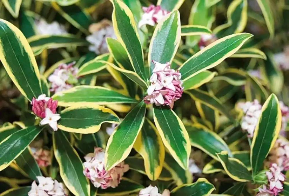 花葉都很好看的瑞香花,為啥很少人將它養成盆栽?