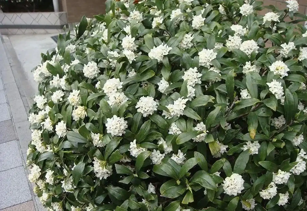花葉都很好看的瑞香花,為啥很少人將它養成盆栽?