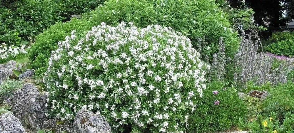 花葉都很好看的瑞香花,為啥很少人將它養成盆栽?