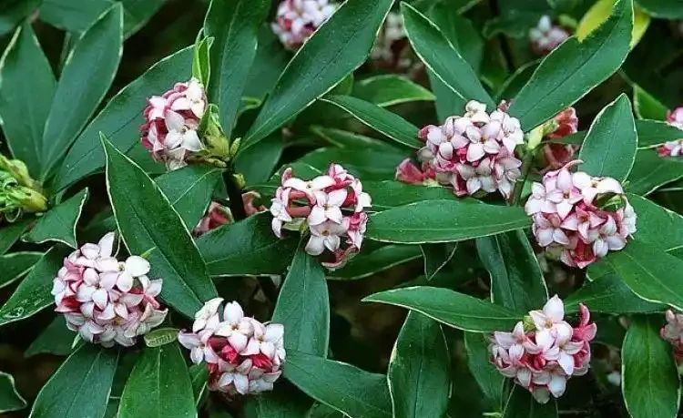 花葉都很好看的瑞香花,為啥很少人將它養成盆栽?