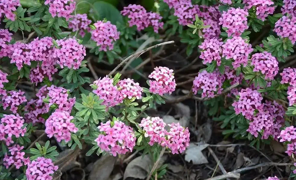 花葉都很好看的瑞香花,為啥很少人將它養成盆栽?