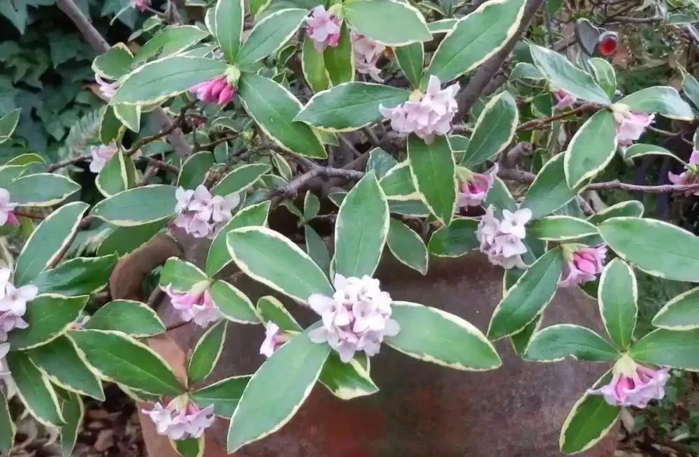 花葉都很好看的瑞香花,為啥很少人將它養成盆栽?