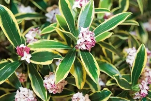 花葉都很好看的瑞香花，為啥很少人將它養成盆栽？