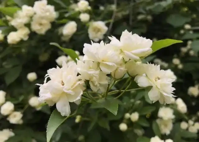 過完年就養這3種花，開花量大花色漂亮，養一棵開滿盆