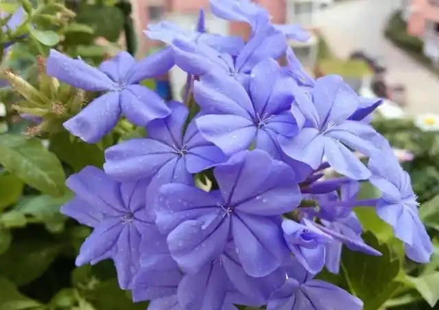 過完年就養這3種花，開花量大花色漂亮，養一棵開滿盆