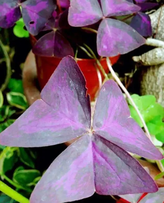 過完年就養這3種花，開花量大花色漂亮，養一棵開滿盆