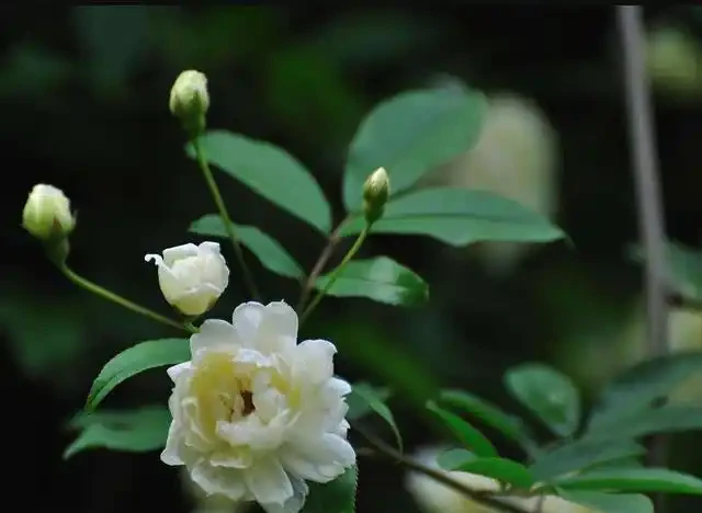 過完年就養這3種花，開花量大花色漂亮，養一棵開滿盆