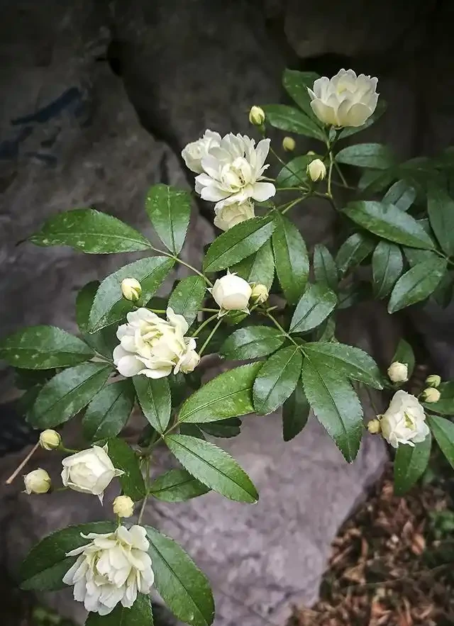 過完年就養這3種花，開花量大花色漂亮，養一棵開滿盆