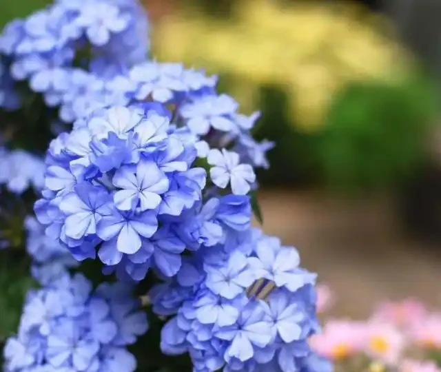 過完年就養這3種花，開花量大花色漂亮，養一棵開滿盆