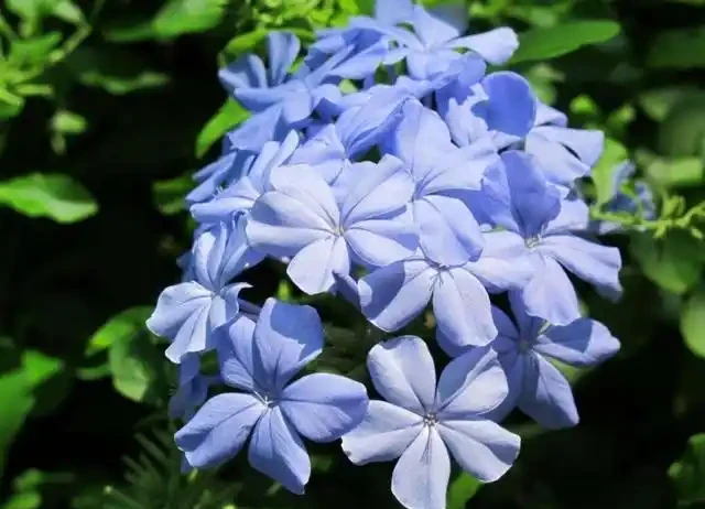 過完年就養這3種花，開花量大花色漂亮，養一棵開滿盆