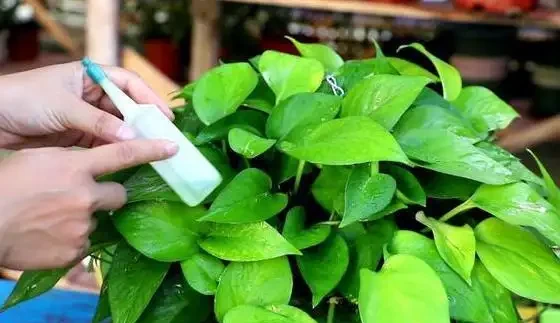 沒有經驗如何養好花?首選4種「省心」植物,越澆植株長得越旺