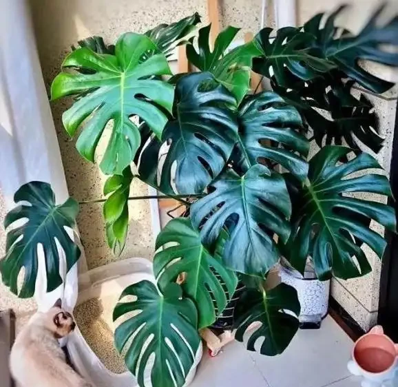 沒有經驗如何養好花?首選4種「省心」植物,越澆植株長得越旺