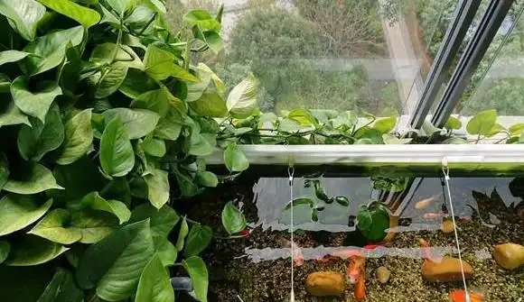 沒有經驗如何養好花?首選4種「省心」植物,越澆植株長得越旺