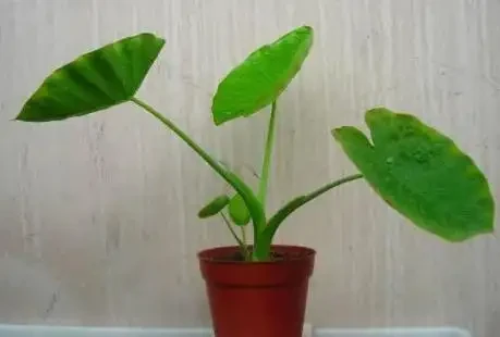 沒有經驗如何養好花?首選4種「省心」植物,越澆植株長得越旺