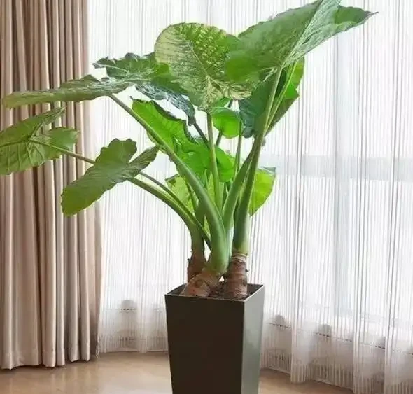 沒有經驗如何養好花?首選4種「省心」植物,越澆植株長得越旺