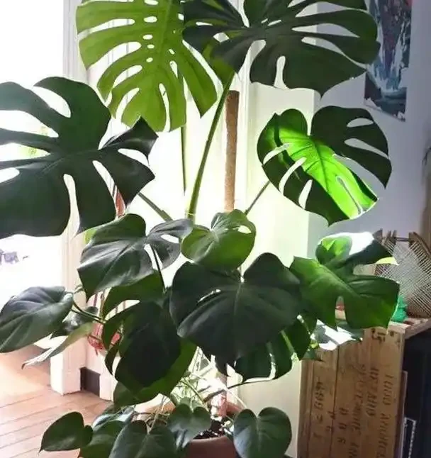 沒有經驗如何養好花?首選4種「省心」植物,越澆植株長得越旺