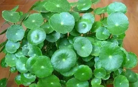 沒有經驗如何養好花?首選4種「省心」植物,越澆植株長得越旺