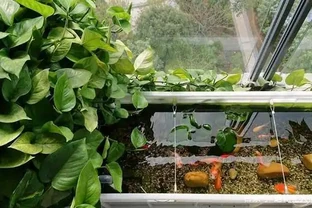 沒有經驗如何養好花？首選4種「省心」植物，越澆植株長得越旺