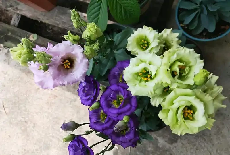種植容易