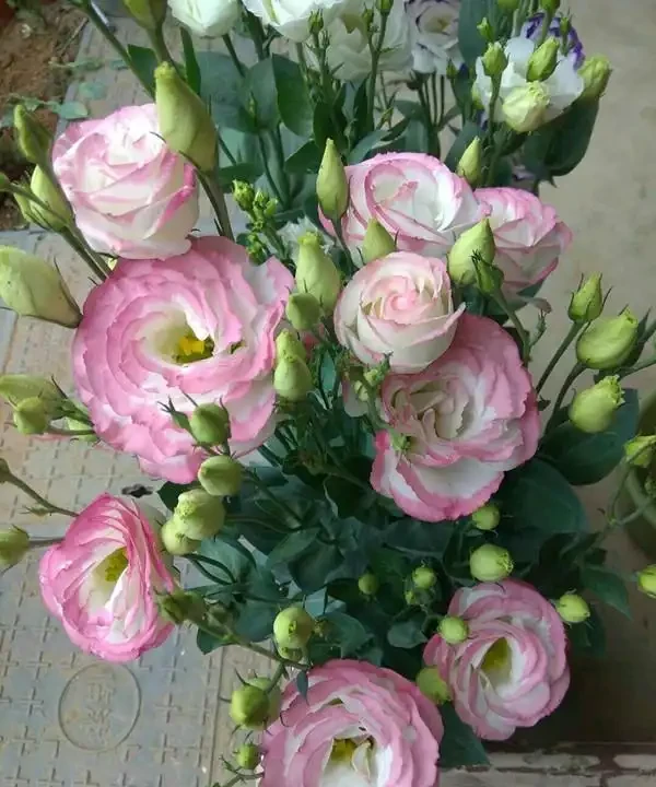 開花期甚長