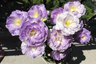 此花號稱「無刺的玫瑰」，好看又好養，室內也能種，是盆栽佳品！