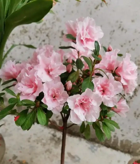 淘米水能澆花嗎?切記不能亂澆,一不小心就澆死,土都臭了