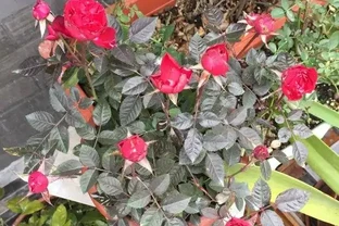 淘米水能澆花嗎？切記不能亂澆，一不小心就澆死，土都臭了