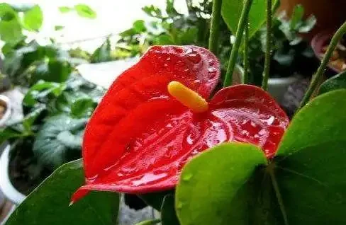 火鶴花花苞不開、畸形,葉還枯萎,做好這幾件事,還你大紅大綠