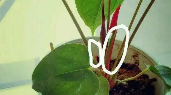 火鶴花花苞不開、畸形,葉還枯萎,做好這幾件事,還你大紅大綠