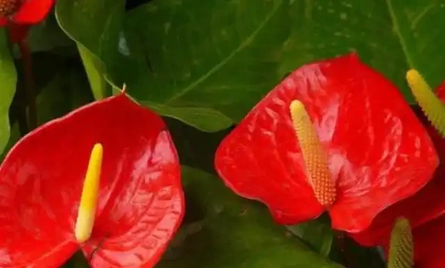 火鶴花花苞不開、畸形,葉還枯萎,做好這幾件事,還你大紅大綠