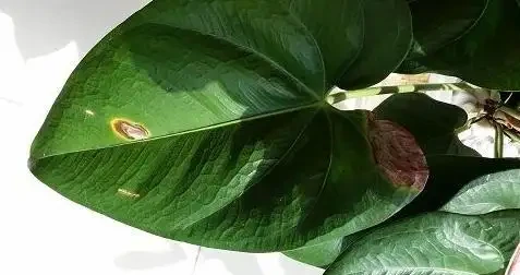 火鶴花花苞不開、畸形,葉還枯萎,做好這幾件事,還你大紅大綠