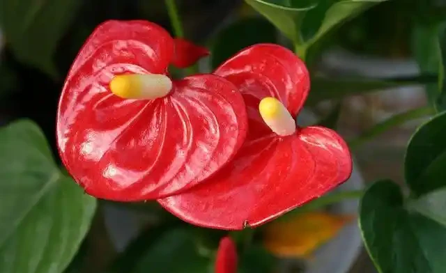 火鶴花花苞不開、畸形,葉還枯萎,做好這幾件事,還你大紅大綠