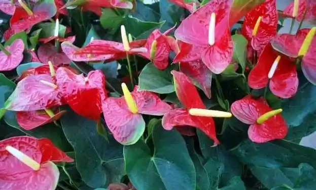 火鶴花花苞不開、畸形,葉還枯萎,做好這幾件事,還你大紅大綠