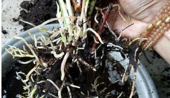 火鶴花花苞不開、畸形,葉還枯萎,做好這幾件事,還你大紅大綠