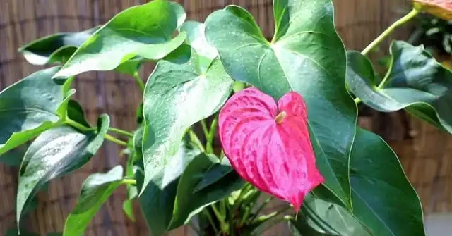 火鶴花花苞不開、畸形,葉還枯萎,做好這幾件事,還你大紅大綠