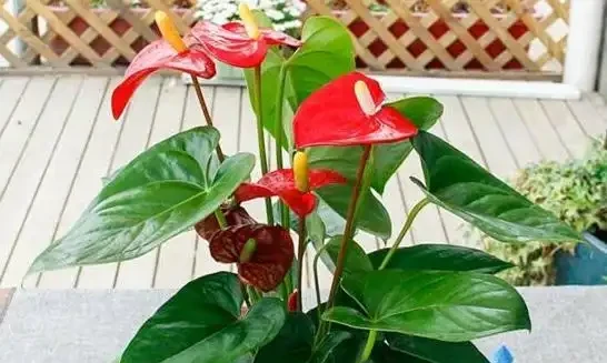 火鶴花花苞不開、畸形,葉還枯萎,做好這幾件事,還你大紅大綠