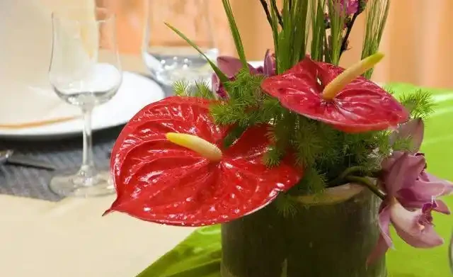 火鶴花花苞不開、畸形,葉還枯萎,做好這幾件事,還你大紅大綠