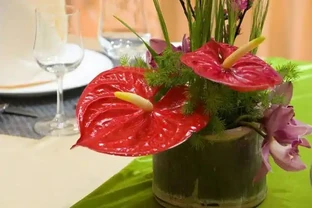 火鶴花花苞不開、畸形，葉還枯萎，做好這幾件事，還你大紅大綠