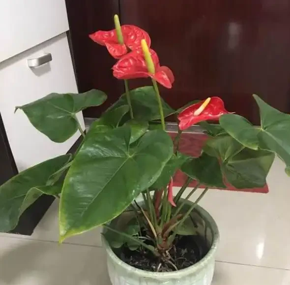 家裡的火鶴花愛黃葉?找對「病因」輕鬆緩解,一葉一花長勢旺!