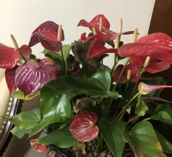 家裡的火鶴花愛黃葉?找對「病因」輕鬆緩解,一葉一花長勢旺!