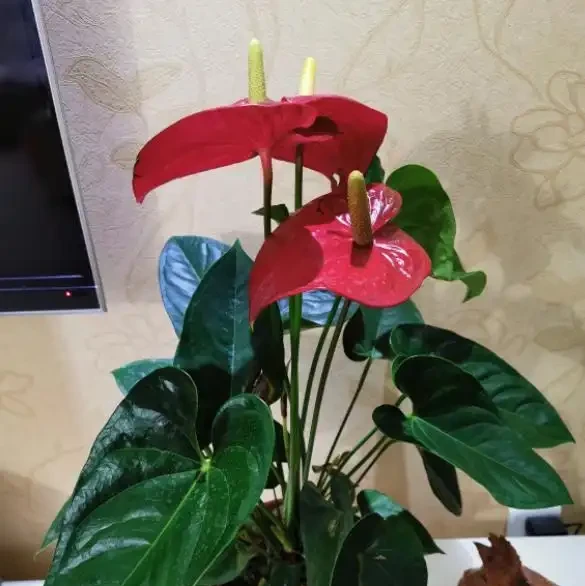 家裡的火鶴花愛黃葉?找對「病因」輕鬆緩解,一葉一花長勢旺!