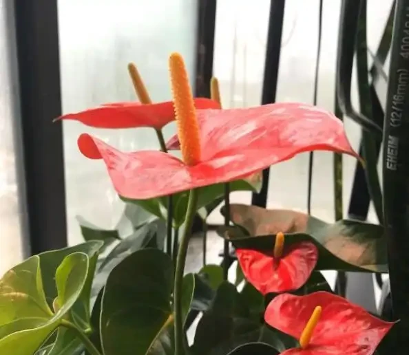 家裡的火鶴花愛黃葉?找對「病因」輕鬆緩解,一葉一花長勢旺!