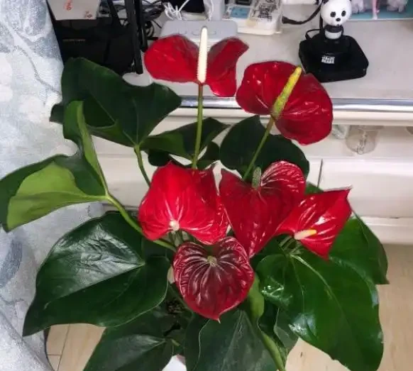 家裡的火鶴花愛黃葉?找對「病因」輕鬆緩解,一葉一花長勢旺!