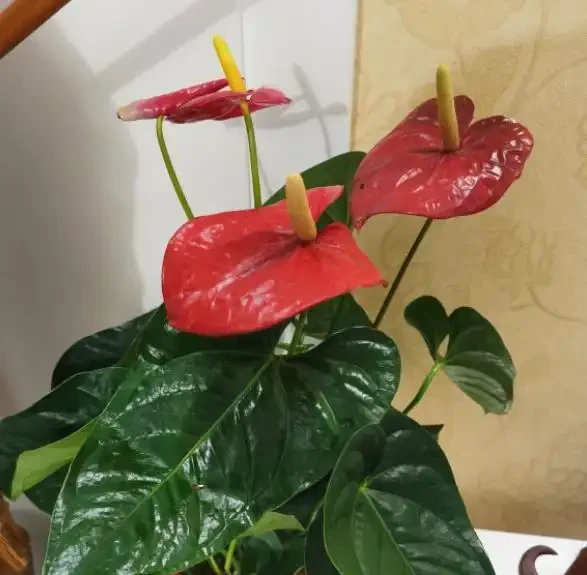 家裡的火鶴花愛黃葉?找對「病因」輕鬆緩解,一葉一花長勢旺!