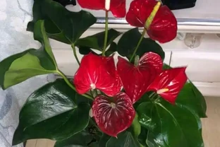 家裡的火鶴花愛黃葉？找對「病因」輕鬆緩解，一葉一花長勢旺！
