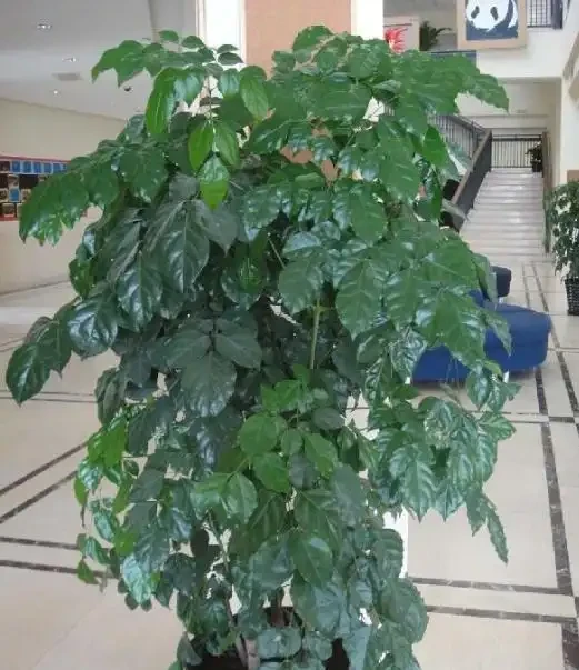 幸福樹葉片發黑枯萎?教你「1步」救活它,呼呼冒新葉!