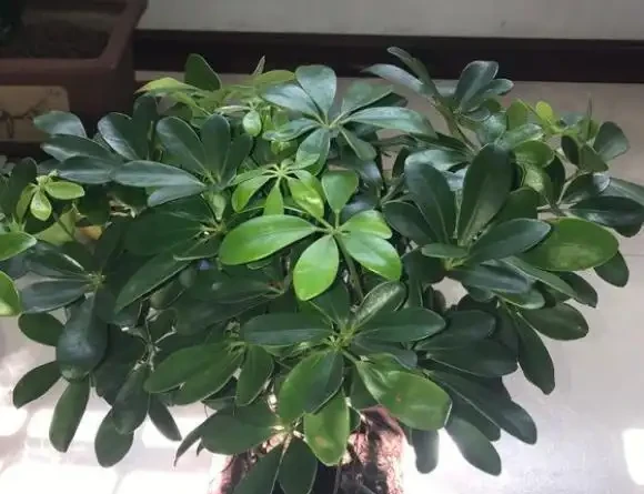 插枝鵝掌藤,教你小技巧,3分鐘學會,1年長滿一大盆!