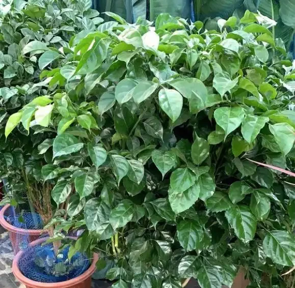 幸福樹葉片發黑枯萎？教你「1步」救活它，呼呼冒新葉！