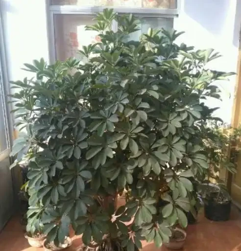 插枝鵝掌藤,教你小技巧,3分鐘學會,1年長滿一大盆!