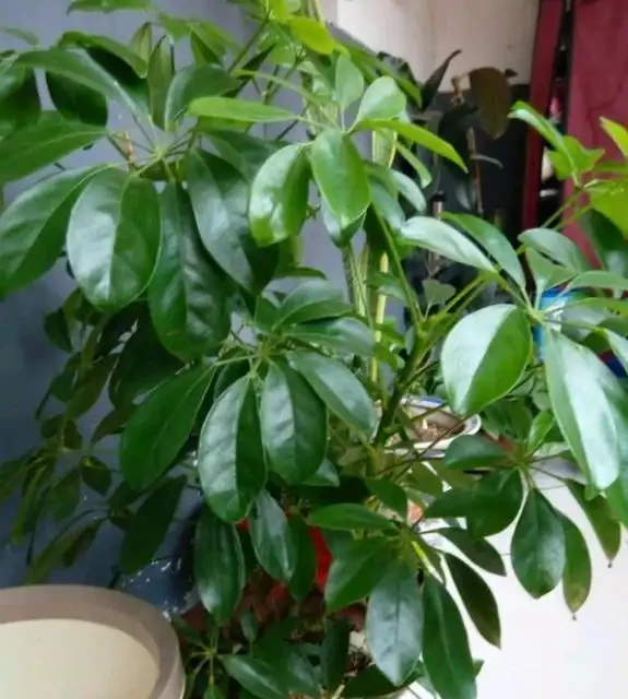 插枝鵝掌藤，教你小技巧，3分鐘學會，1年長滿一大盆！